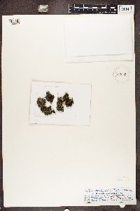 Normandina pulchella image