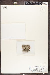 Opegrapha vermicellifera image