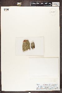 Opegrapha vermicellifera image