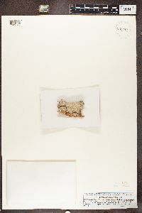 Phlyctis argena image