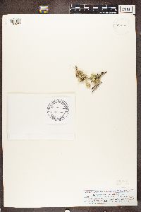 Ramalina dilacerata image