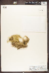 Ramalina chondrina image