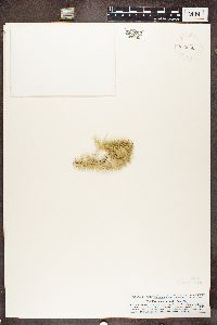 Ramalina chondrina image