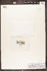 Stenhammarella turgida image