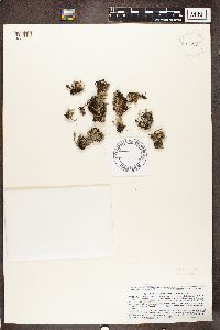 Stereocaulon vesuvianum image