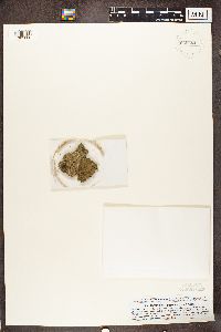 thumbnail image of current specimen