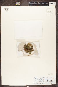 Trapeliopsis viridescens image