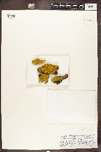 Oxneria fallax image