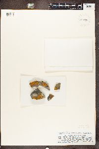 Rusavskia sorediata image