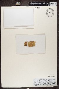 Arthonia cinnabarina image