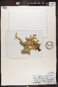 Lobaria pulmonaria image