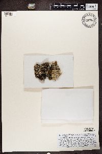 Menegazzia terebrata image