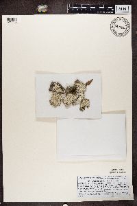 Variolaria amara image