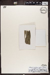 Thelocarpon laureri image