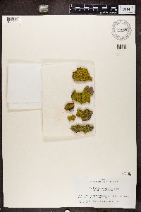 Candelaria concolor image