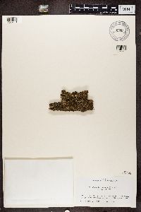 Cladonia coniocraea image