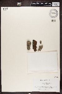 Thumbnail image of current specimen