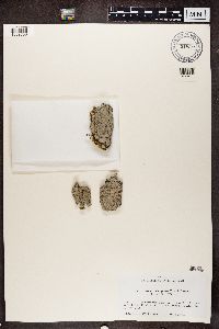 Thumbnail image of current specimen