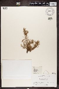 Media resource of Usnea aciculifera