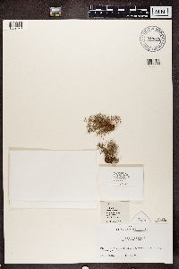 Usnea rubicunda image