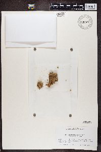 Baeomyces placophyllus image