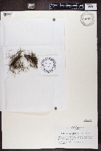 Bryoria furcellata image