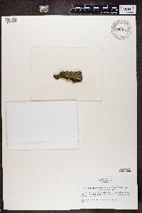 Gyalolechia flavorubescens image