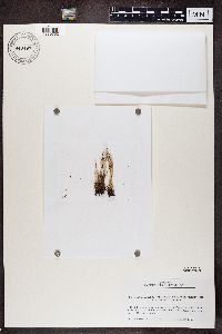 Cladonia gracilis image