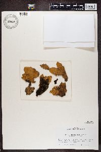 Peltigera aphthosa image