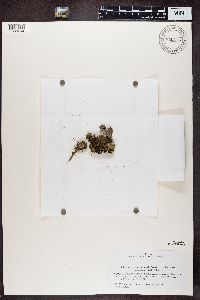 Peltigera didactyla image