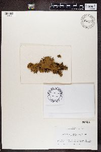 Image of Peltigera dolichorrhiza