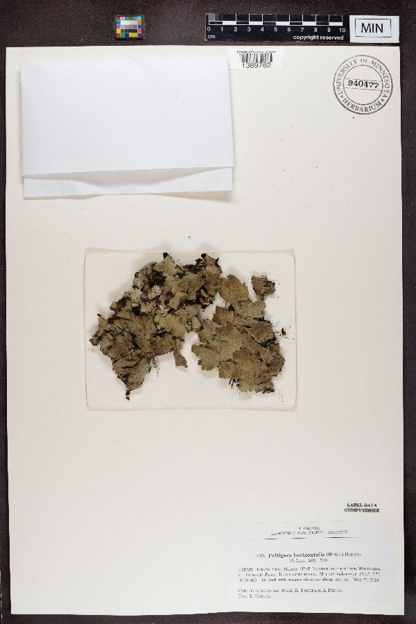 Peltigera horizontalis image