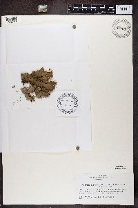 Peltigera praetextata image