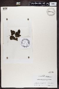 Phaeophyscia hispidula image