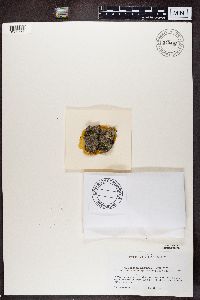 Trapeliopsis granulosa image