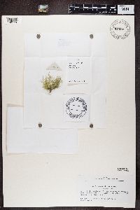 Usnea subfloridana image