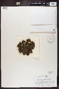 Cladonia squamosa image