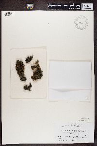 Leptogium moluccanum image