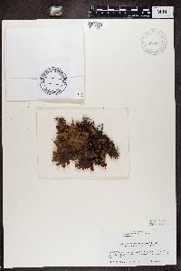 Lobaria retigera image