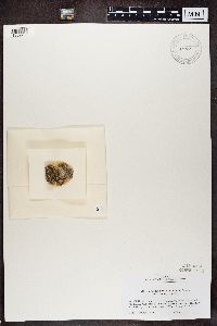 Thumbnail image of current specimen