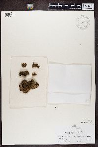 Punctelia subflava image