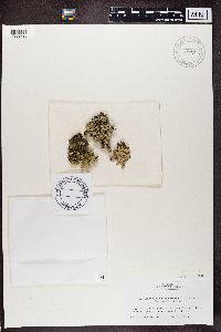 Xanthoparmelia coreana image
