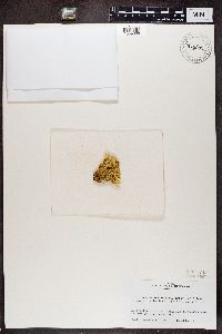 Flavocetraria nivalis image