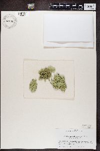 Flavoparmelia caperata image