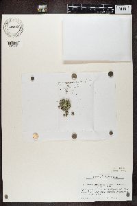 Media resource of Lepraria arbuscula