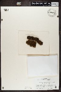 Image of Melanelixia huei
