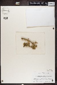 Ramalina roesleri image