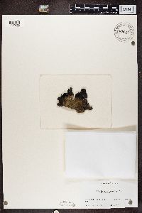 Umbilicaria aprina image