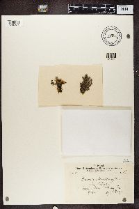 Stereocaulon tomentosum image