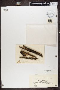 Media resource of Micarea misella